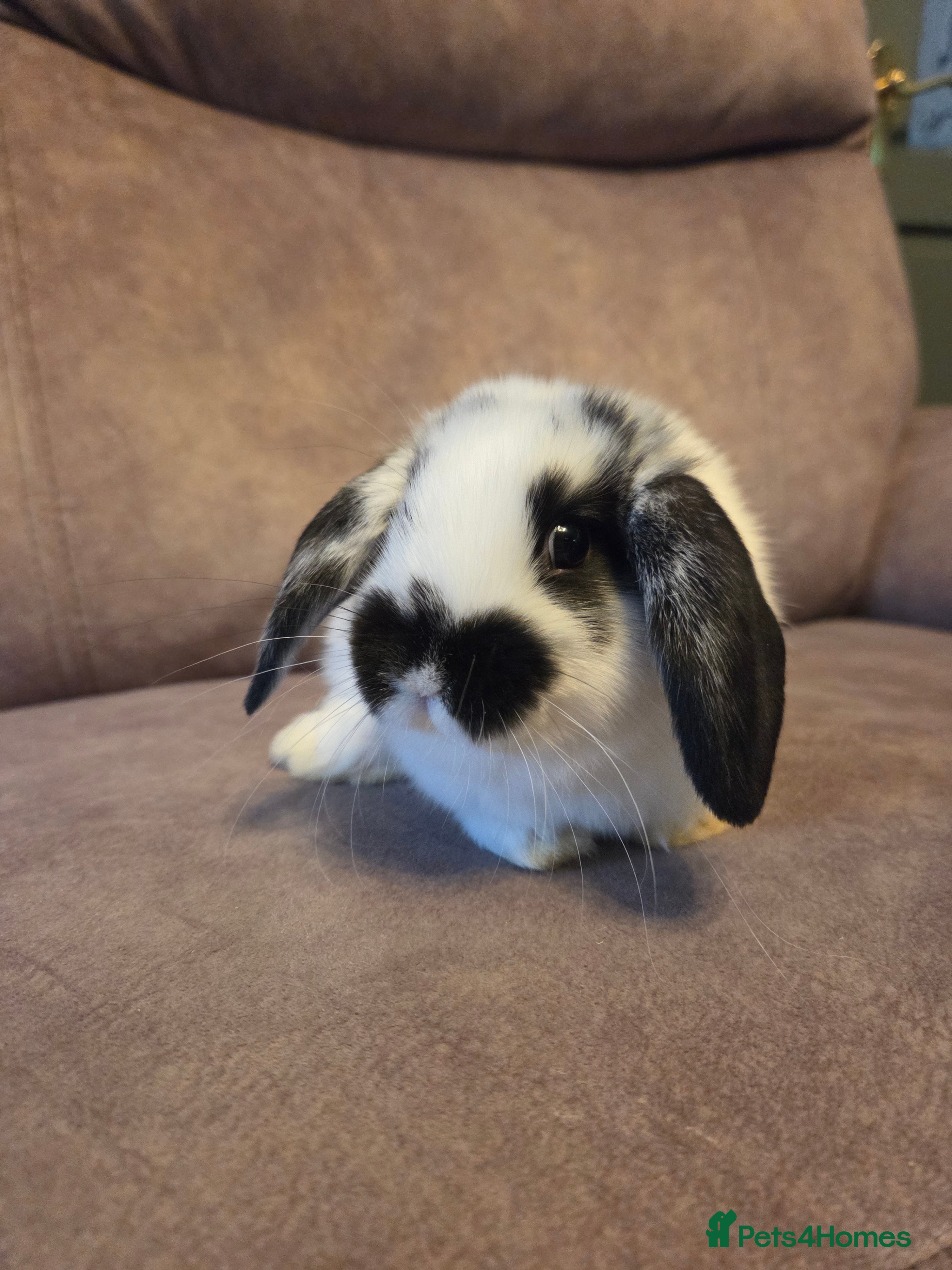 Mini Lop rabbits 9 week old mini lop buck  Silly tame  - Advert 1