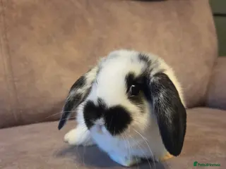 Mini Lop rabbits 9 week old mini lop buck Silly tame - Advert 1