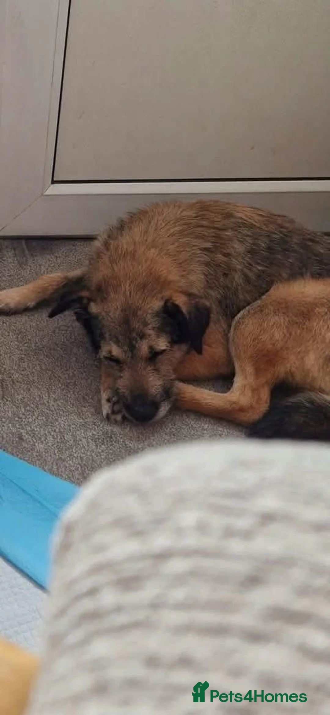 Mixed Breed dogs for adoption: Meet Penny, currently residing in Staffordshire  in Stafford - Advert 10