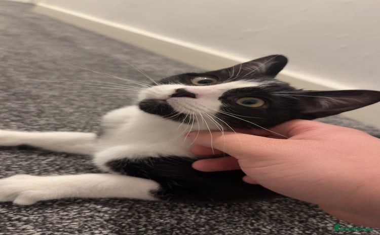 Mixed Breed cats Needs to go to a loving Home - Advert 1