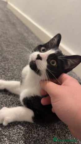 Mixed Breed cats Needs to go to a loving Home - Advert 1