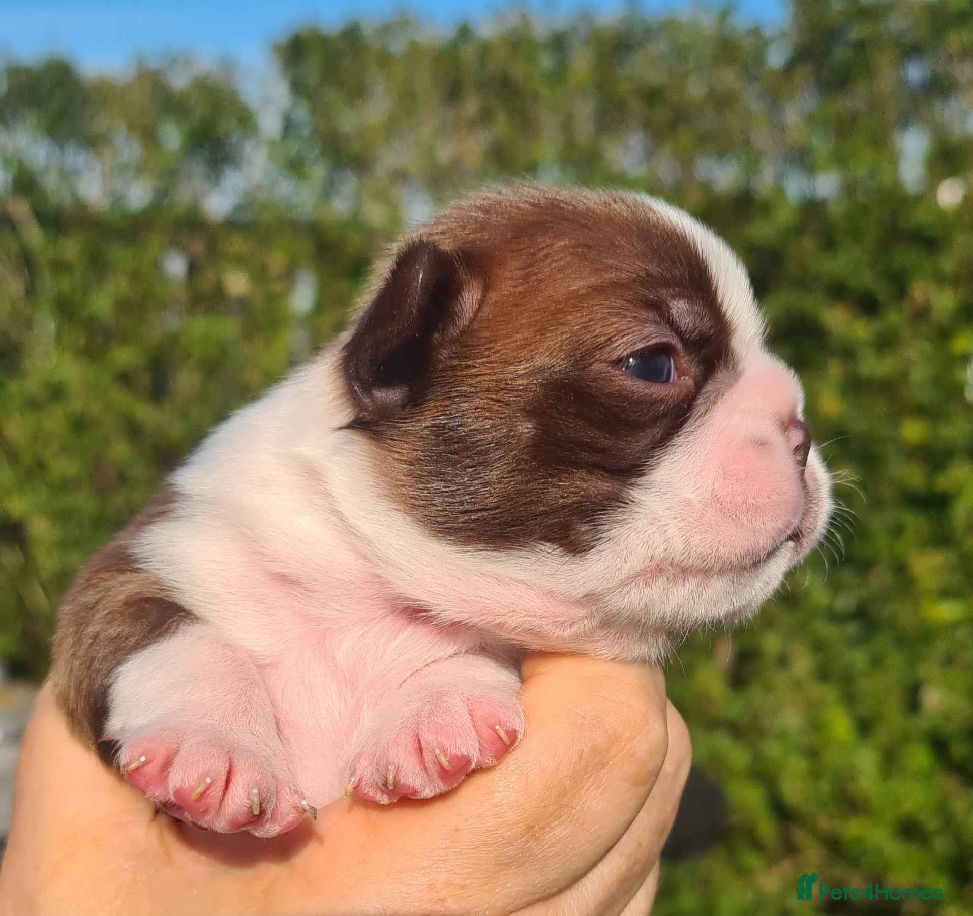 Boston Terrier dogs Boston terrier puppies  - Advert 9