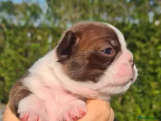 Boston Terrier dogs Boston terrier puppies - Advert 9