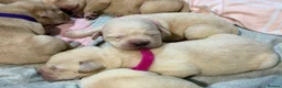Labrador Retriever dogs for sale: Labrador puppies for sale  - Advert 13