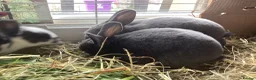 Rex rabbits for sale: Mini Rex in Liverpool - Advert 34