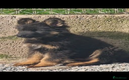 German Shepherd dogs for sale: German Shepherd pups  - Image 5