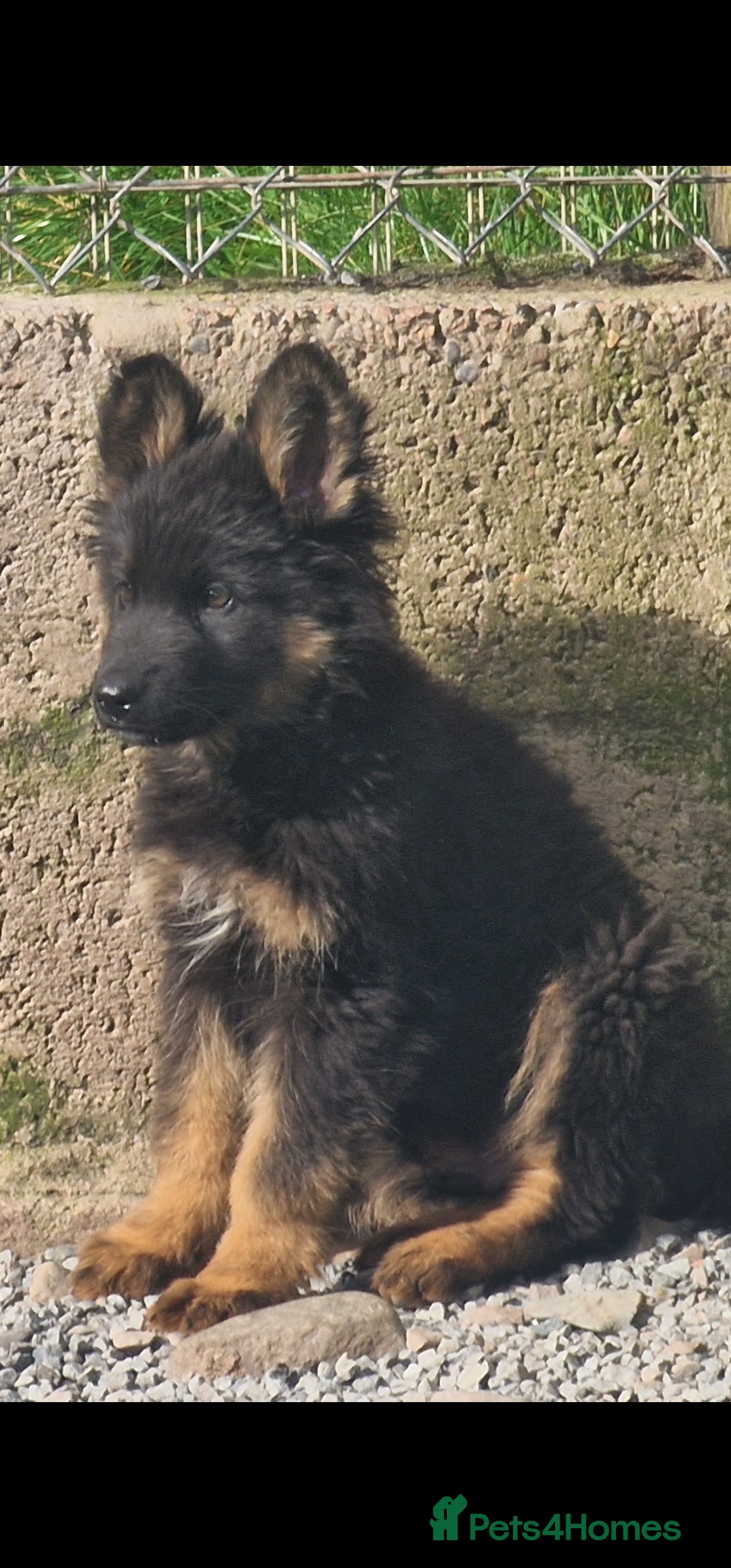 German Shepherd dogs for sale: German Shepherd pups  - Image 5
