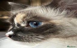 Ragdoll cats for sale: Playful Indoor Cat Kiki-Fully Vaccinated & Healthy - Image 3