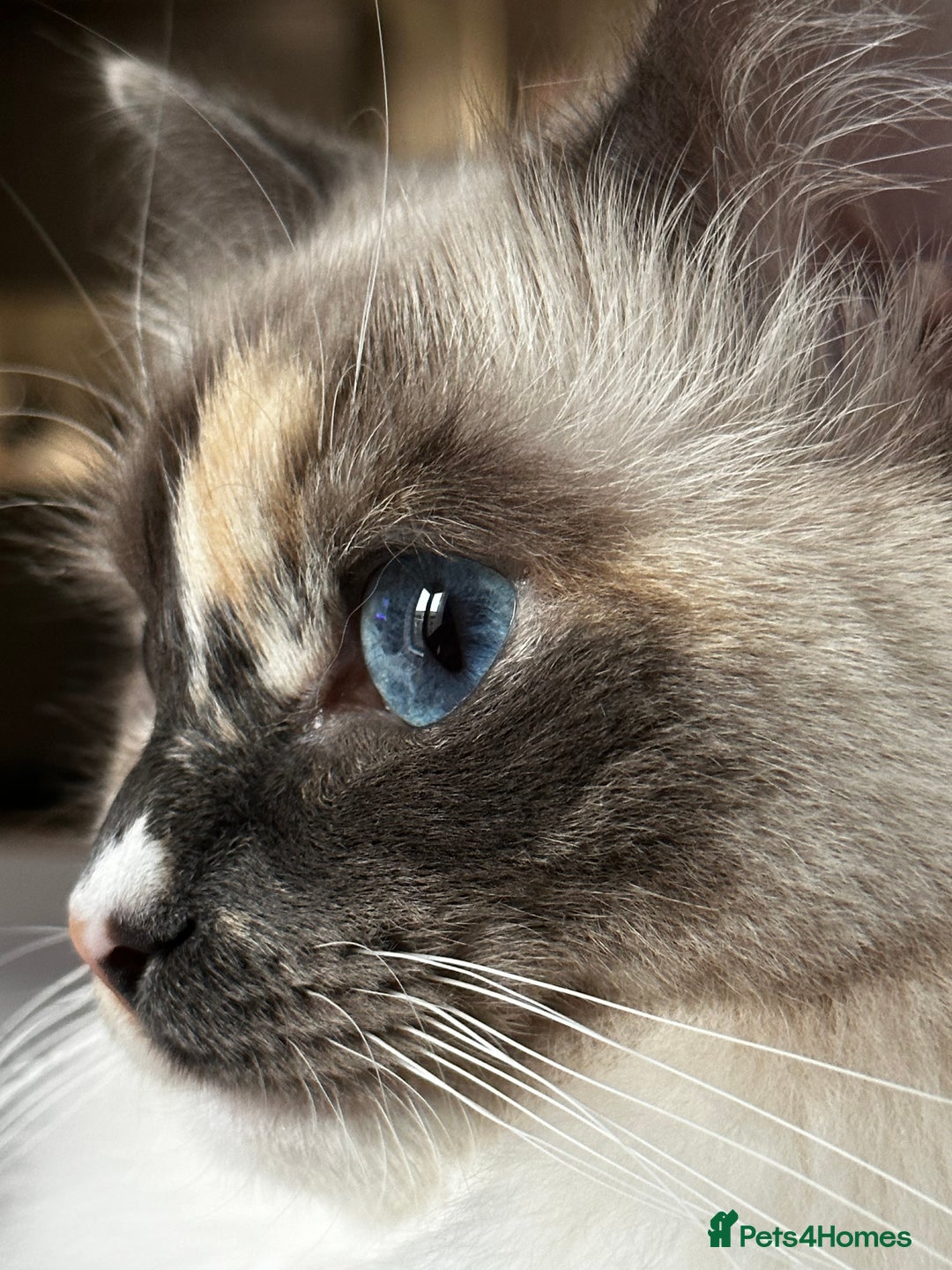 Ragdoll cats for sale: Playful Indoor Cat Kiki-Fully Vaccinated & Healthy - Image 3