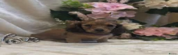 Miniature Dachshund dogs for sale: Stunning KC Long Haired Miniature Dachshund 🐶🐶 - Advert 33