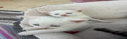 Mixed Breed cats for sale: Fluffy kittens looking for forever home - Advert 5