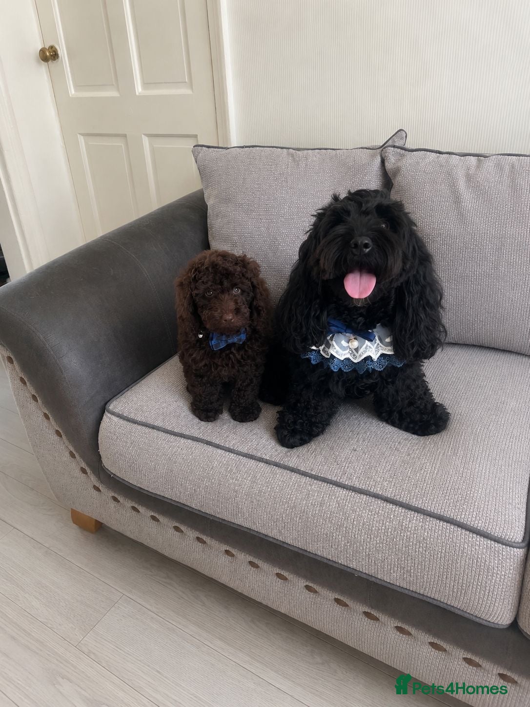 Cockapoo dogs Cockapoo puppies for sale 1 boy left - Advert 7