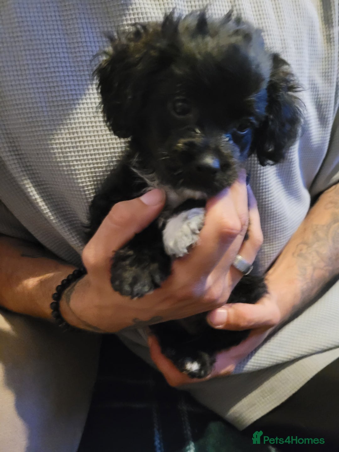 Mixed Breed dogs for sale: Shih - poo pups  - Image 7