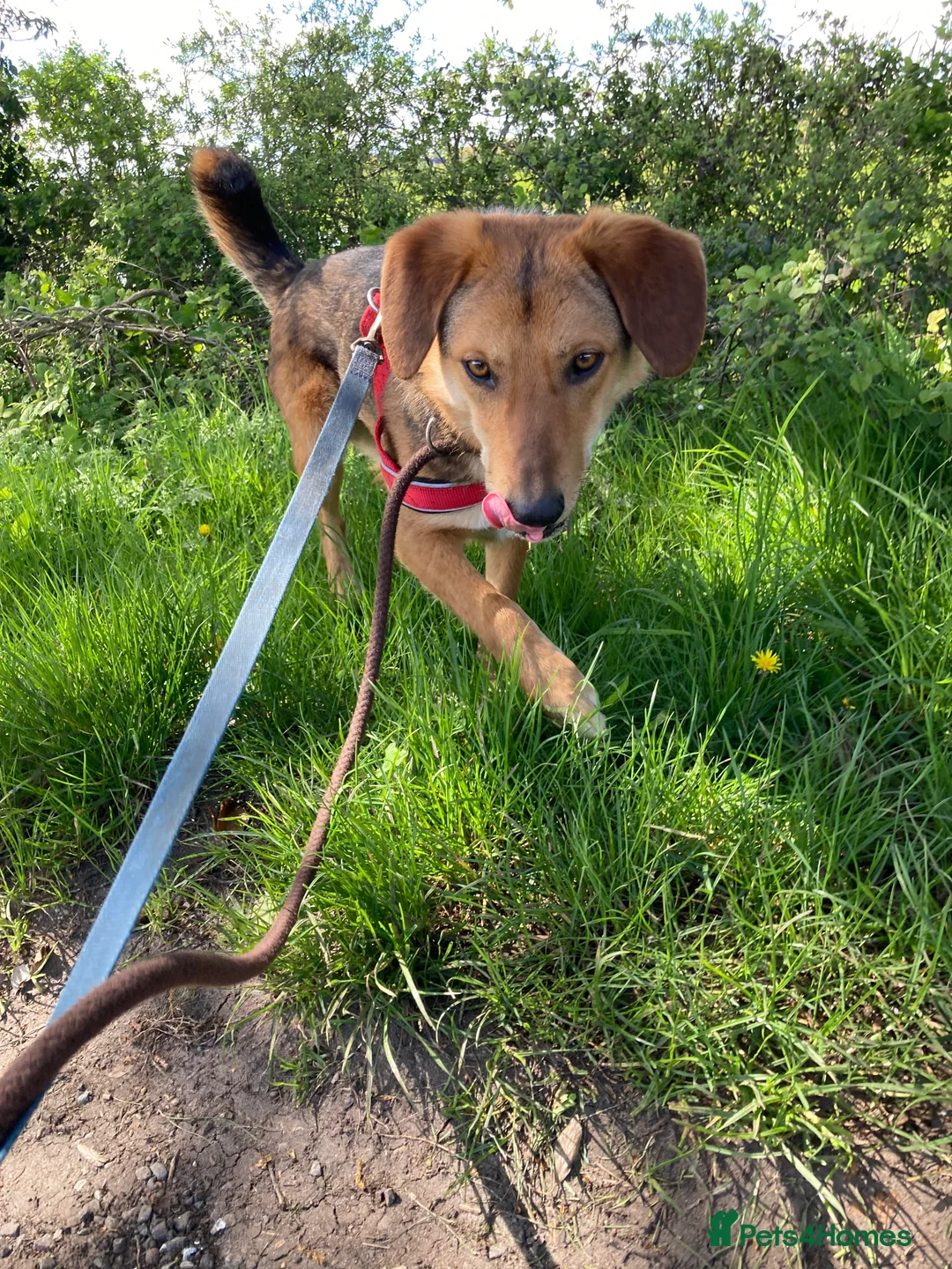 Mixed Breed dogs for adoption: Meet Shiloh, currently residing in Cheshire  in Nantwich - Advert 11