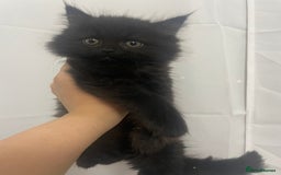 Mixed Breed cats for sale: Cute kittens for sale  - Image 4