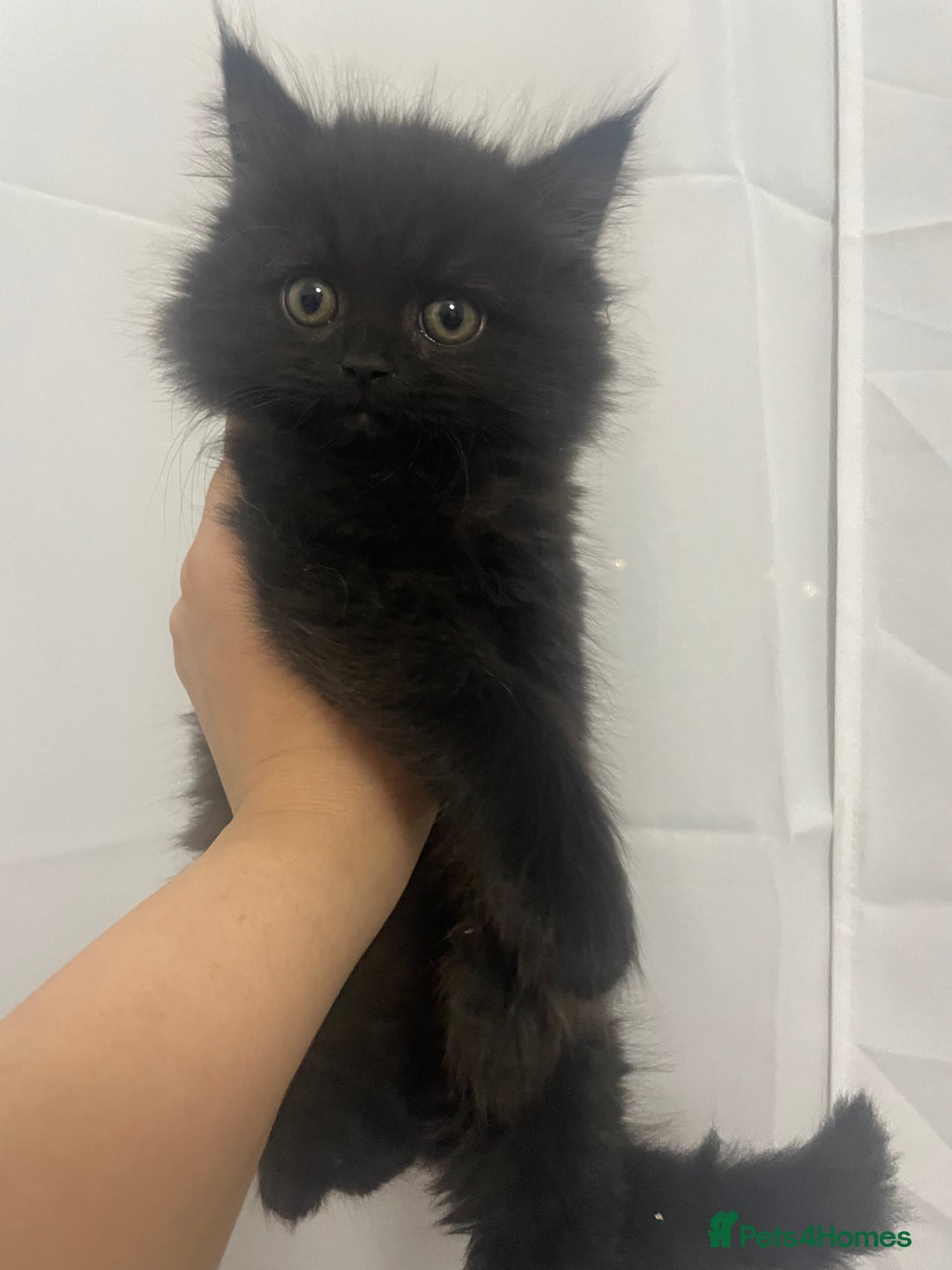 Mixed Breed cats for sale: Cute kittens for sale  - Image 4