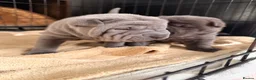 Shar Pei dogs for sale: Two beautiful Blue Shar Pei puppies (Male) - Advert 17