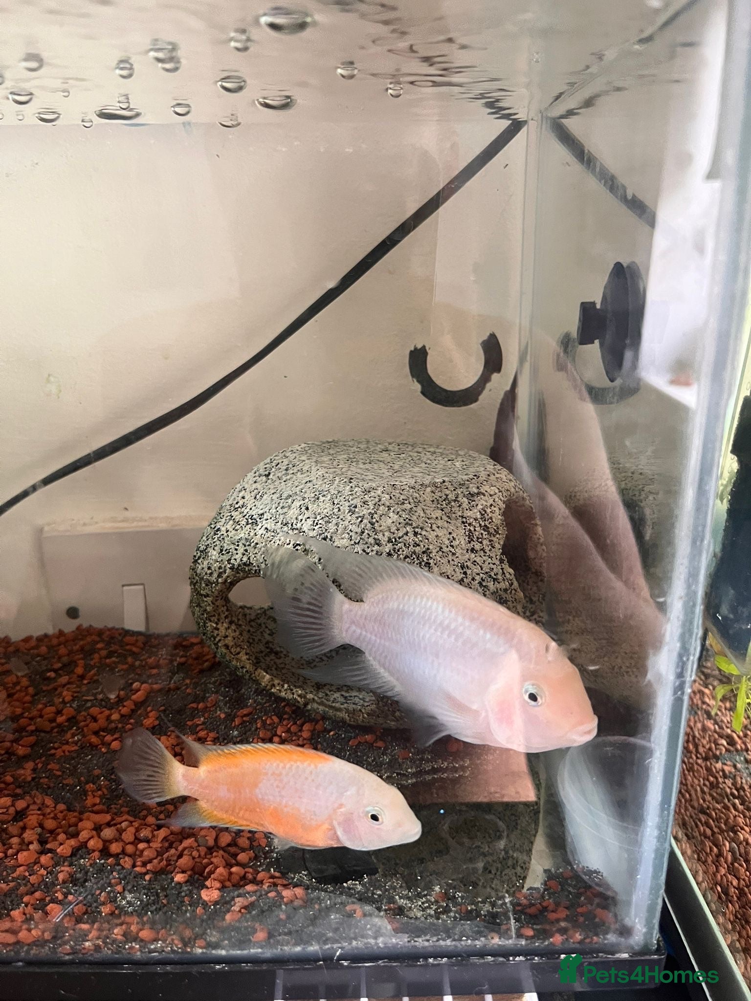 Cichlids fish White  - Advert 2