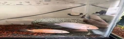 Cichlids fish for sale: White  in Bolton - Advert 1