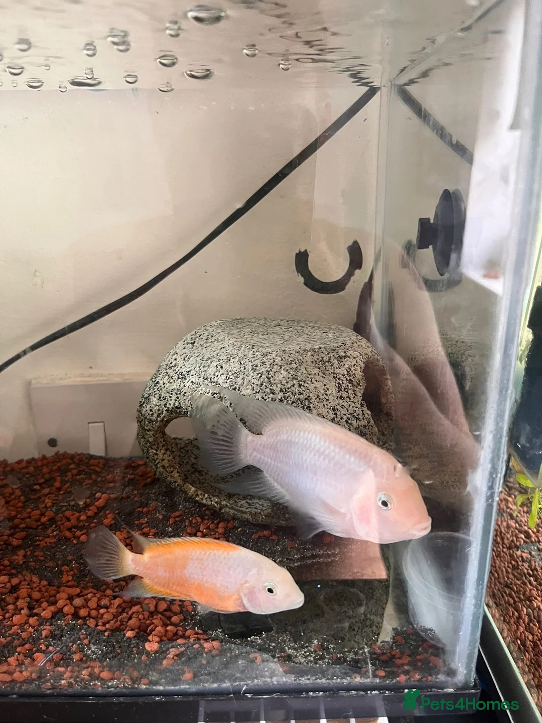 Cichlids fish for sale: White  in Bolton - Advert 1