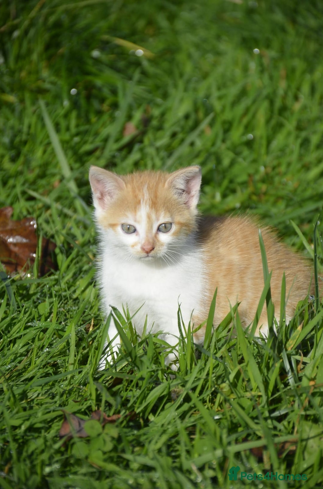Mixed Breed cats for sale: Playful loving kittens looking for homes  - Image 3