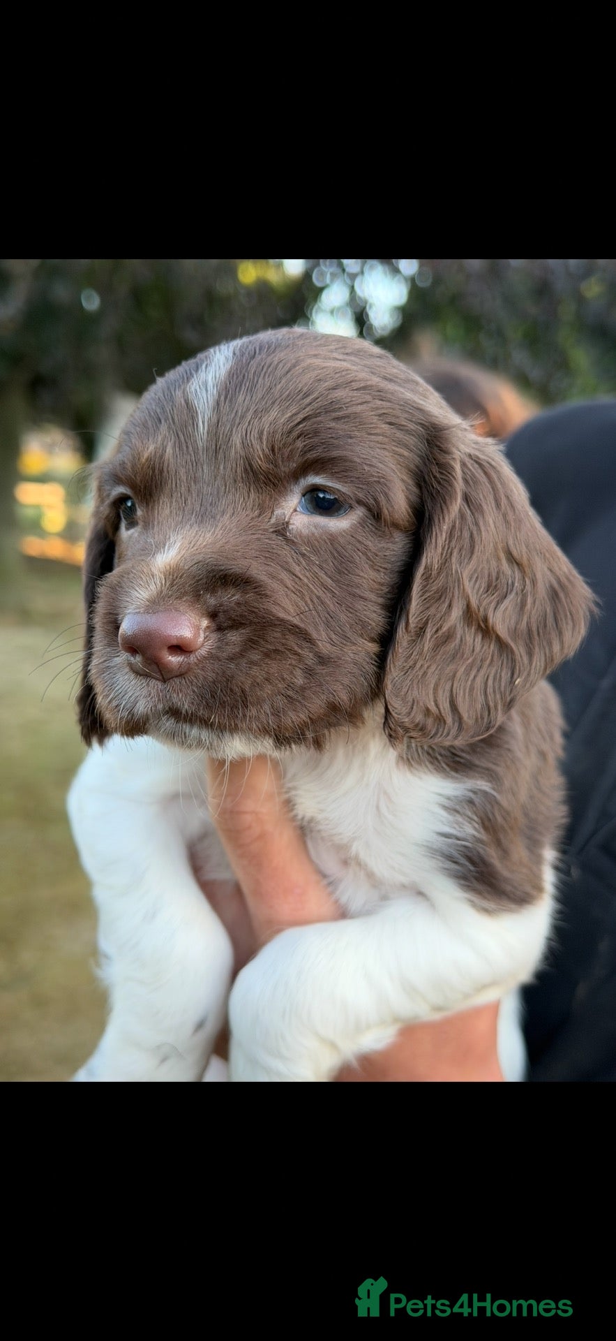 English Springer Spaniel dogs Beautiful Springer Spaniel Puppies  - Advert 19