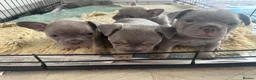 French Bulldog dogs for sale: French bulldog puppies in Stirling - Advert 6