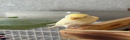 Budgerigars birds for sale: Yellow head albino - Advert 3