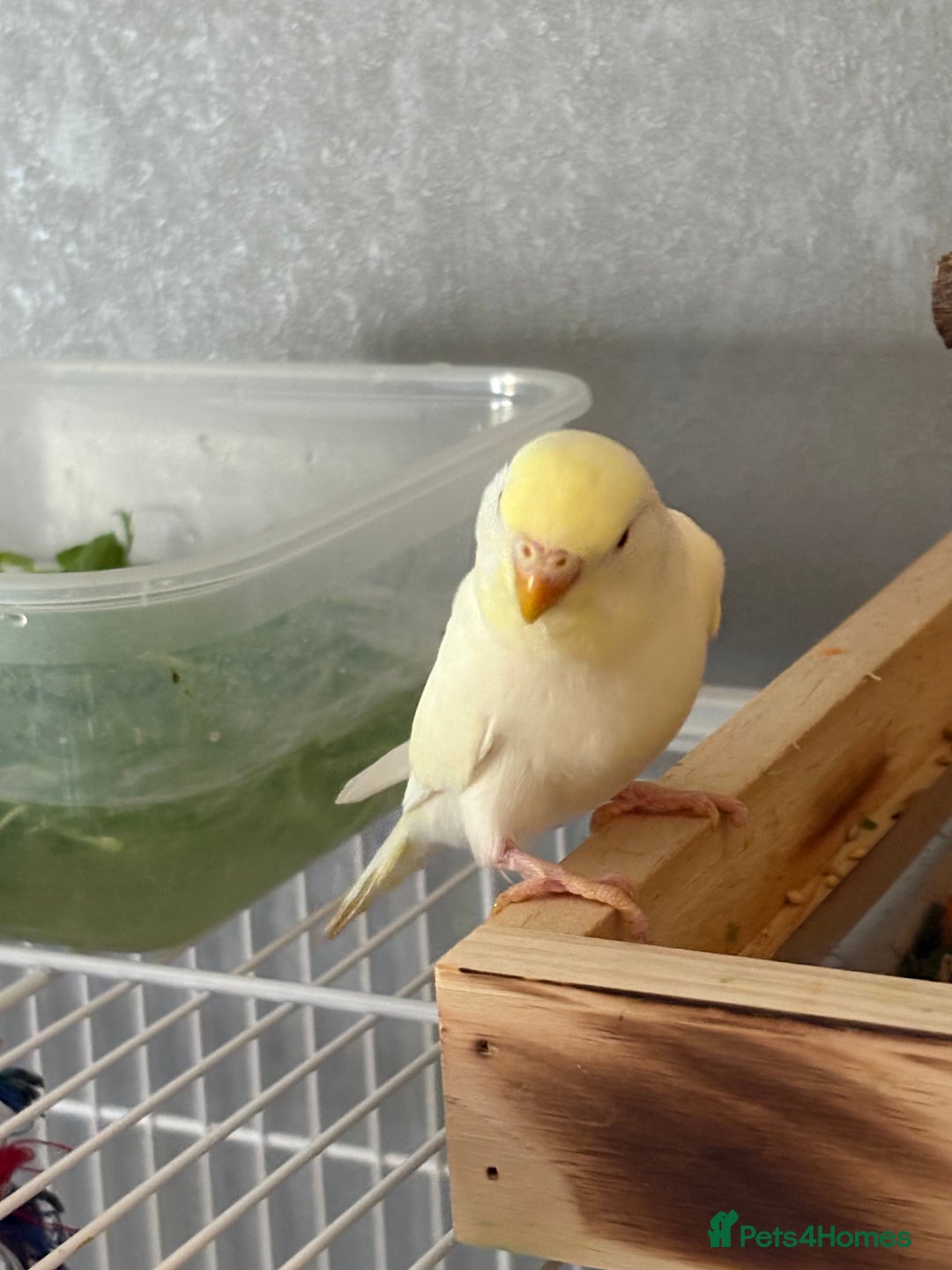 Budgerigars birds for sale: Yellow head albino - Advert 3