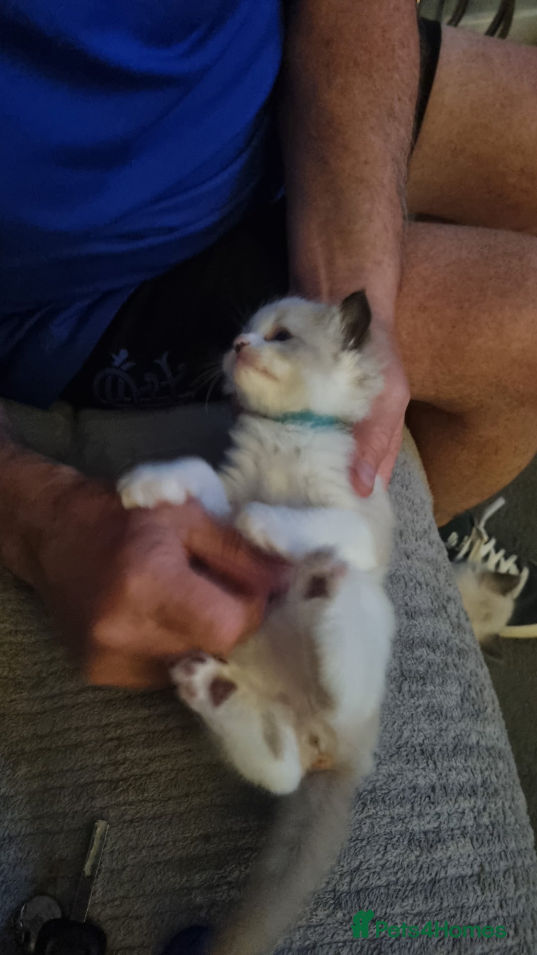 Ragdoll cats for sale: Ragdoll kittens  - Image 7