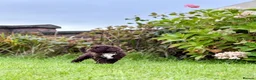 Spanish Water Dog dogs for sale: KC Spanish Water Dog Pups-Coastal Raised with ENS  - Advert 17