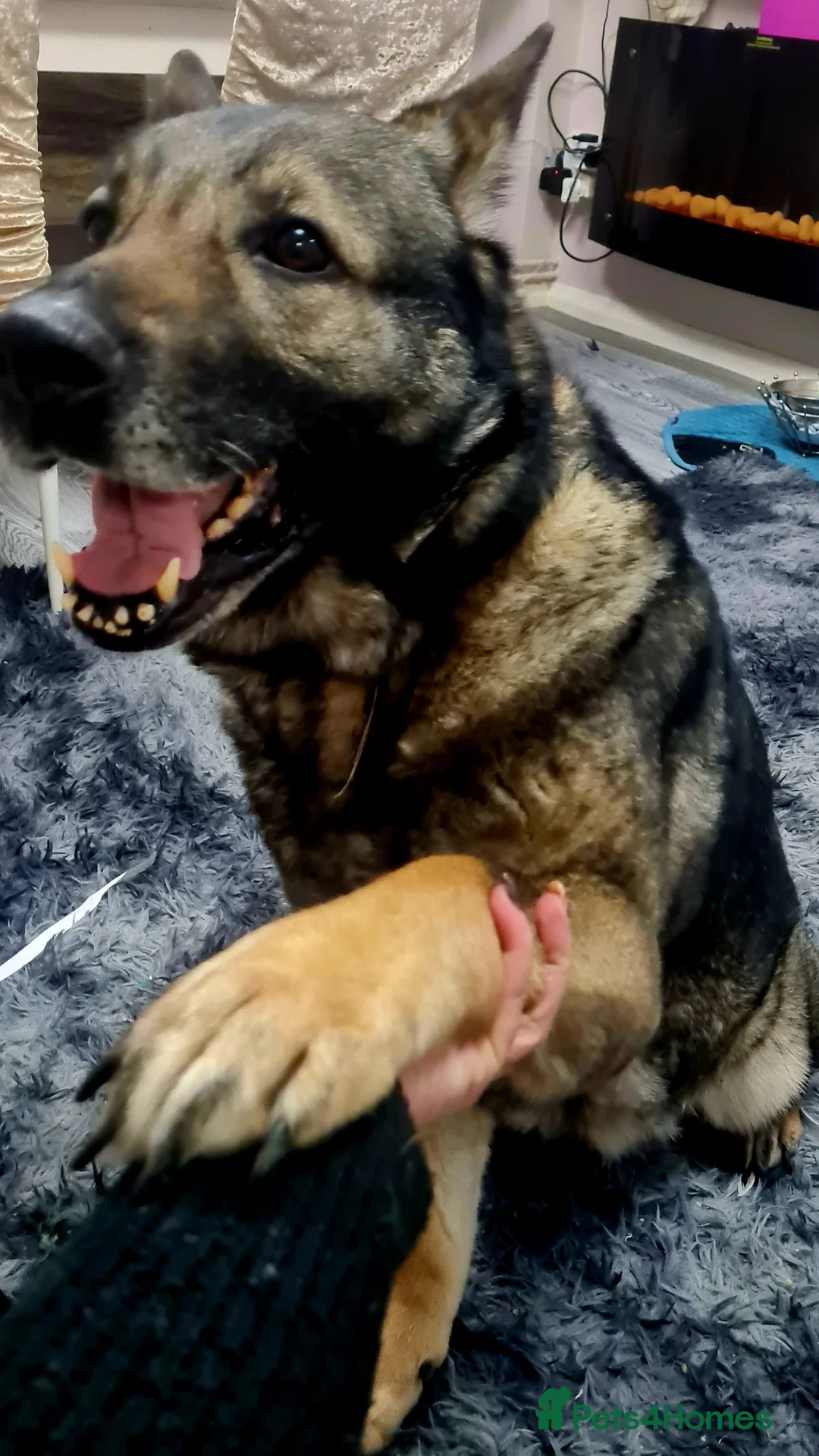 German Shepherd dogs for sale: German Shepherd (7) – Experienced Home Needed - Advert 2