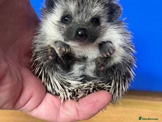 Pygmy Hedgehog rodents Stunning black masked ready today ! - Advert 9