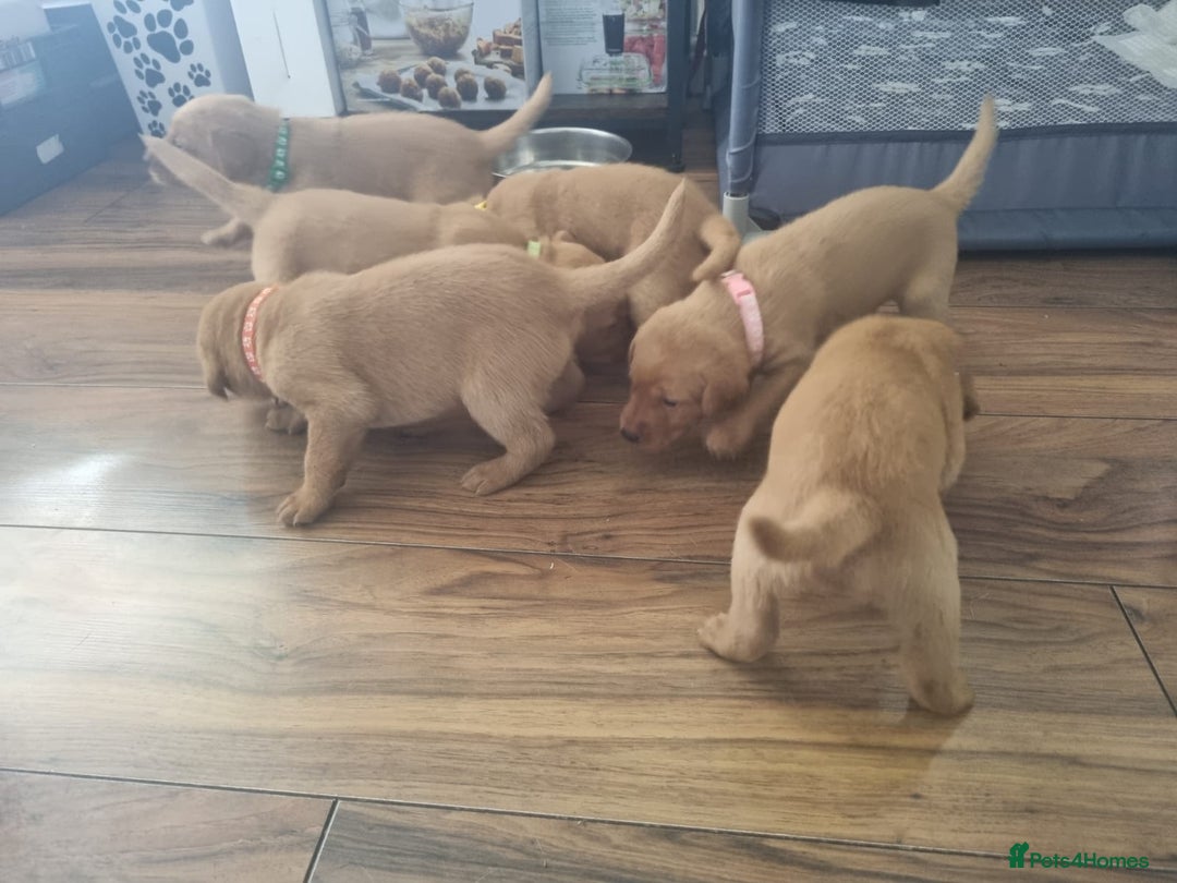 Labrador Retriever dogs for sale: ONLY 1 BOY LEFT Fox Red Labrador Retriever Puppies - Image 5