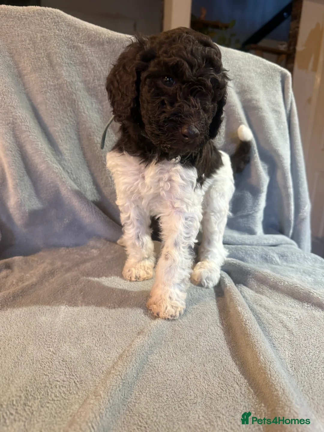 Standard Poodle dogs for sale: Standard poodle puppies  - Advert 20