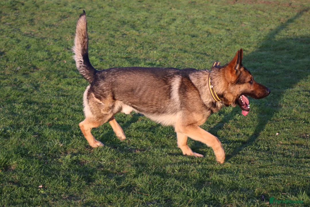 German Shepherd dogs for sale: Chewbacca the handsome gsd  - Advert 5