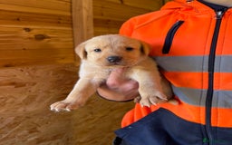 Labrador Retriever dogs for sale: Stunning kc registerd fox Red / Golders labradors  - Image 8