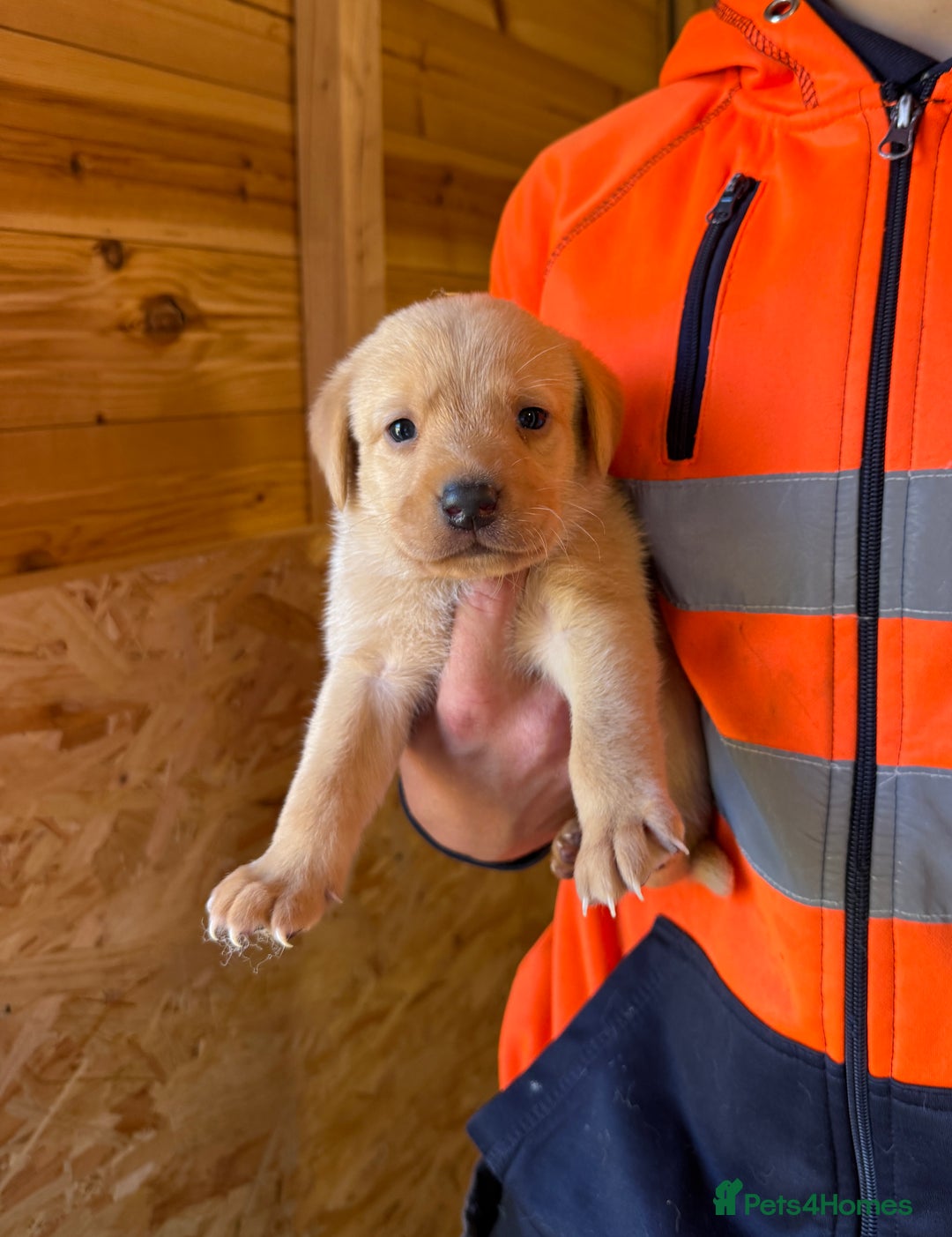 Labrador Retriever dogs for sale: Stunning kc registerd fox Red / Golders labradors  - Image 8