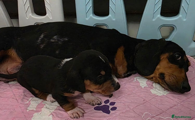 Miniature Dachshund dogs Beautiful Litter of Miniture Dachshunds  - Advert 1