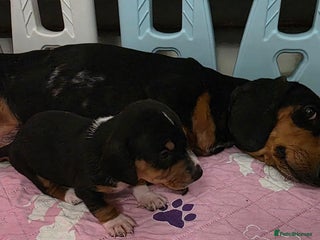 Miniature Dachshund dogs Beautiful Litter of Miniture Dachshunds - Advert 4