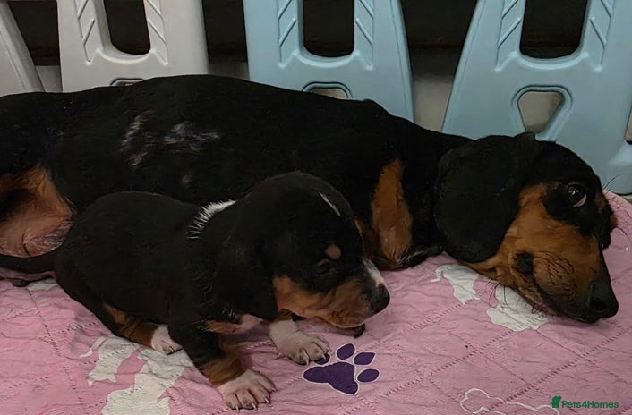 Miniature Dachshund dogs Beautiful Litter of Miniture Dachshunds - Advert 1