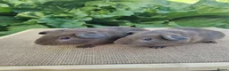 Guinea Pig rodents for sale: Pair of Male Guinea Pigs  - Advert 3