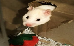 Hamster rodents for sale: Female Syrian Hamster for Adoption  - Image 5