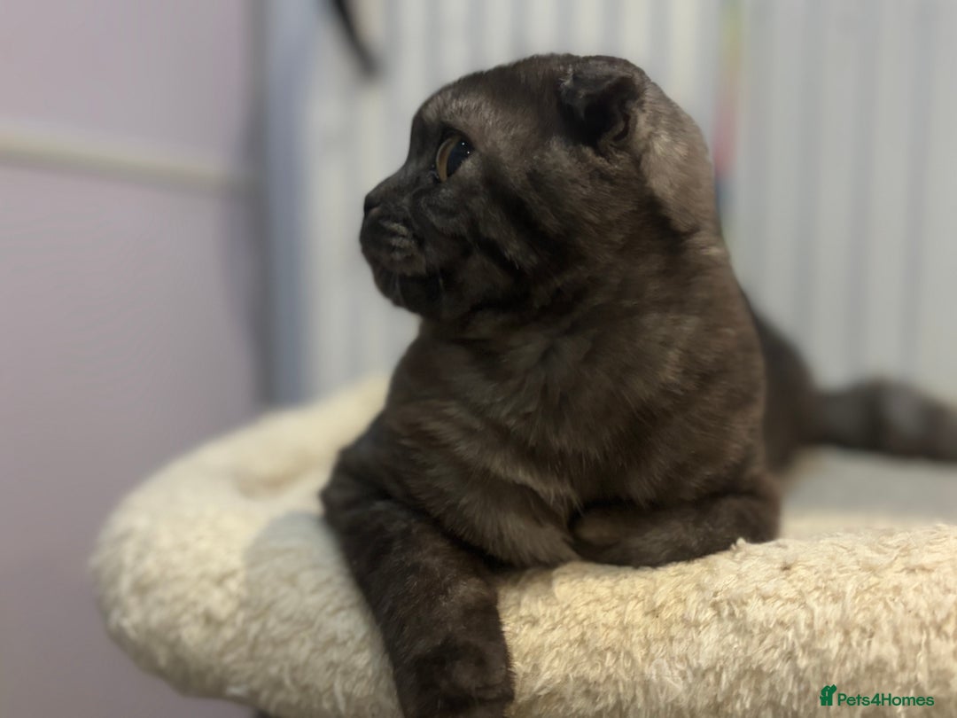 Scottish Fold cats for sale: Scottish fold - Advert 21