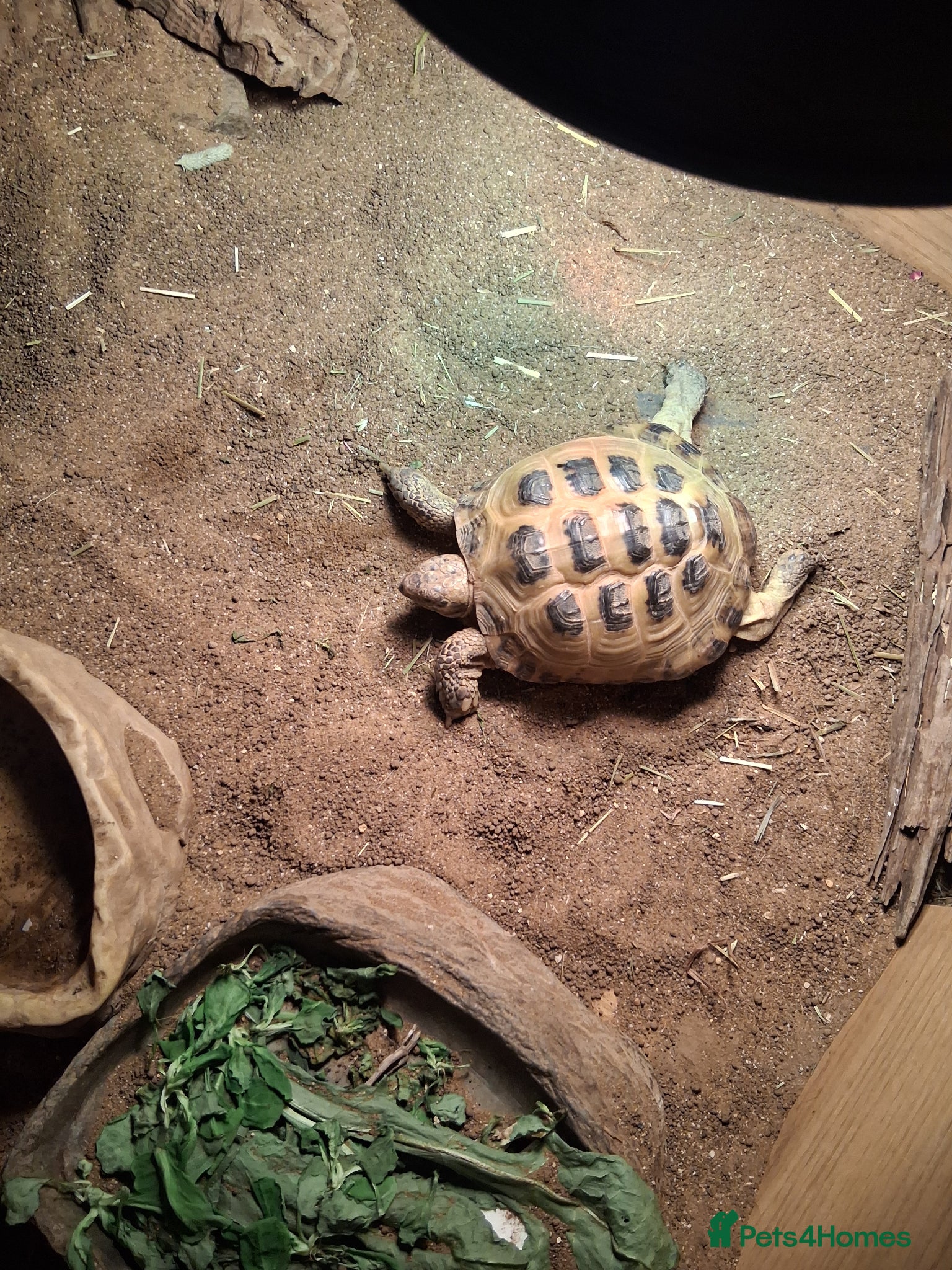 Hermann Tortoise reptiles for sale: Herman tortoice in Winchester - Advert 2