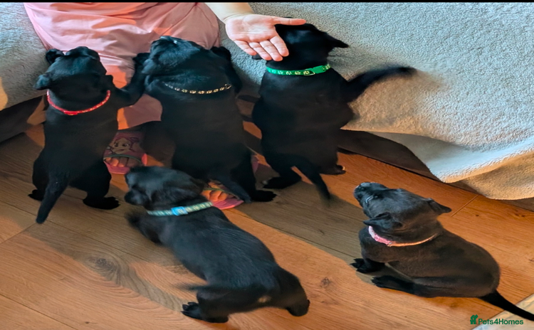 Mixed Breed dogs - Advert 4