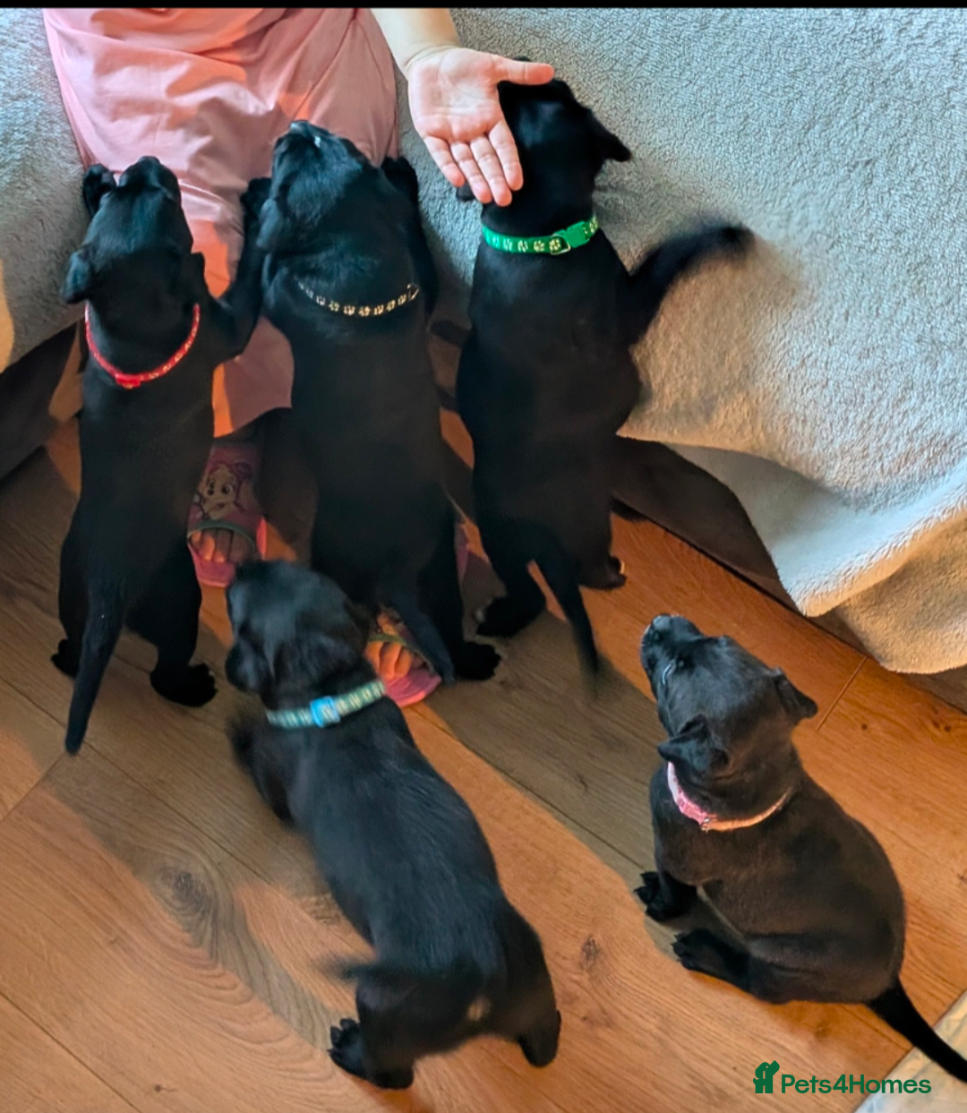 Mixed Breed dogs for sale: Beautiful Labrador x Staffys - Image 1