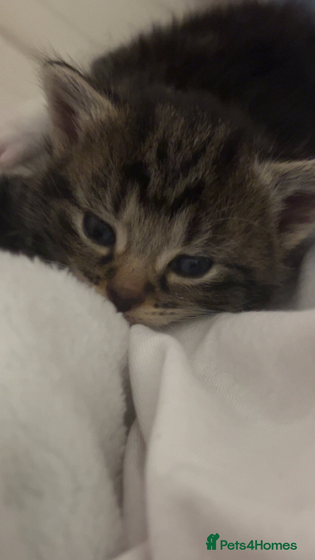 Bengal cats for sale: Bengal mixed fur babies - Advert 3