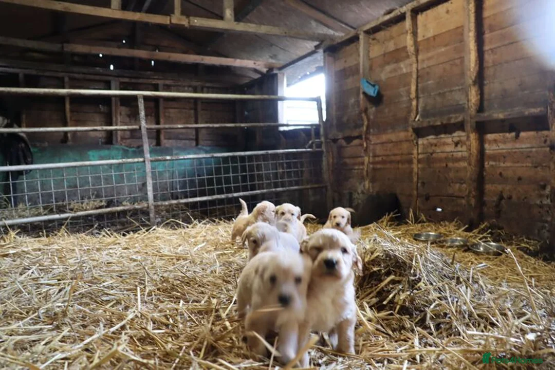 Labradoodle dogs for sale: Standard Labradoodle Puppies F3 - Advert 23