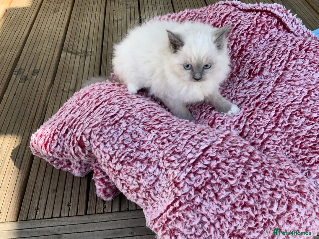 Ragdoll cats for sale: 5 ABSOLUTELY SYUNNING RAGDOLLS  - Advert 2